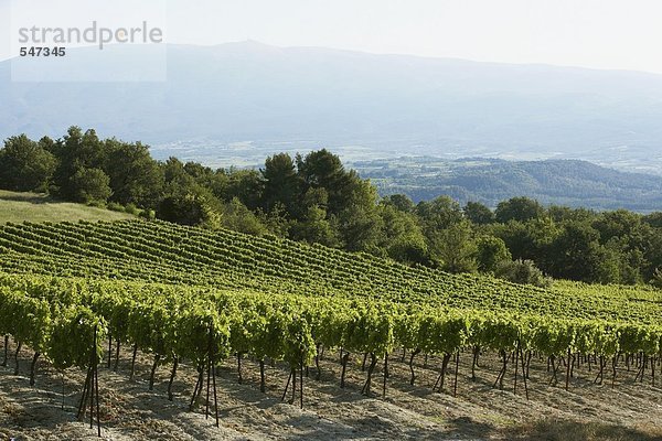 Einreben in der Provence