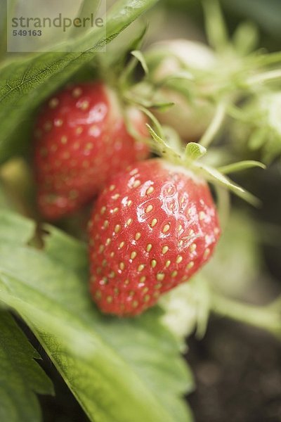 Erdbeeren an der Pflanze