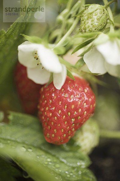 Erdbeeren (reif  unreif und Blüten) an der Pflanze