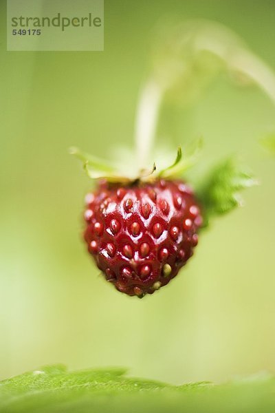 Erdbeere an der Pflanze (Nahaufnahme)