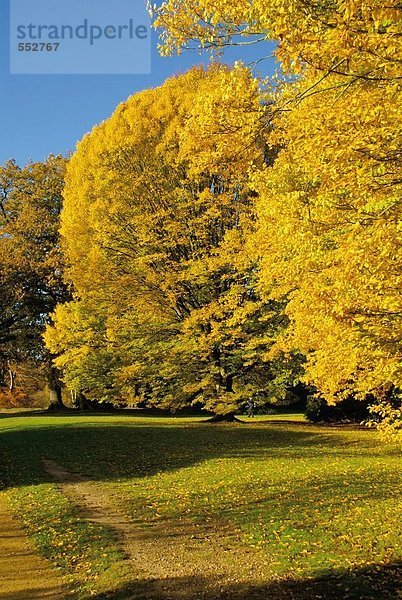 Bäume im Herbst  Virginia Water  Surrey  England