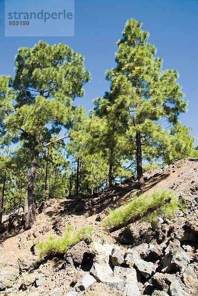 Felsen mit Bäumen im Nationalpark  El Teide  Teneriffa  Kanaren  Spanien