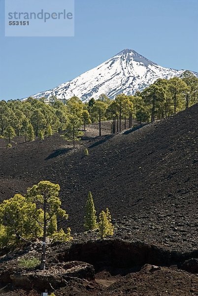 Bäume mit Berg im Hintergrund  Pico De Teide  El Teide Nationalpark  Teneriffa  Kanaren  Spanien