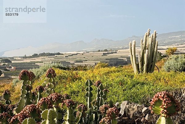 Cactus auf der Insel  Teneriffa  Kanarische Inseln  Spanien