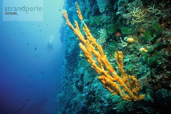 Nahaufnahme der Geweih Schwamm (Axinella Cannabina) unter Wasser  Kroatien
