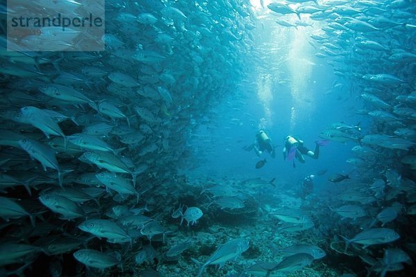 Unterwasseraufnahme Taucher schwimmen Borneo Malaysia Fischschwarm