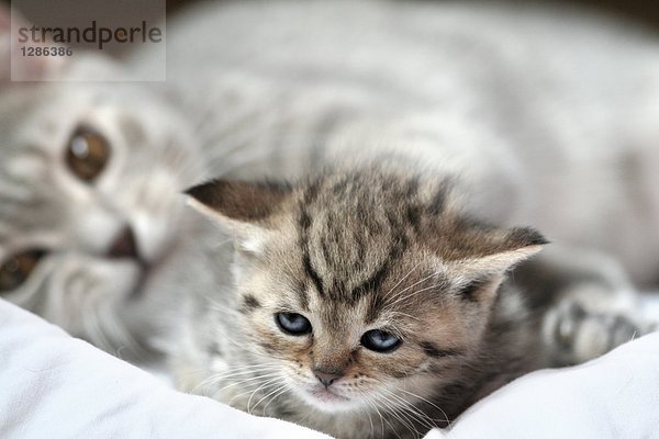 Nahaufnahme Katze liegend mit Kitten auf Decke