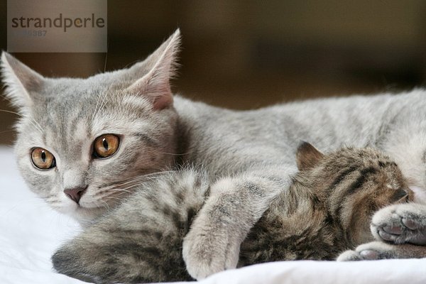 Nahaufnahme Katze liegend mit Kitten auf Decke