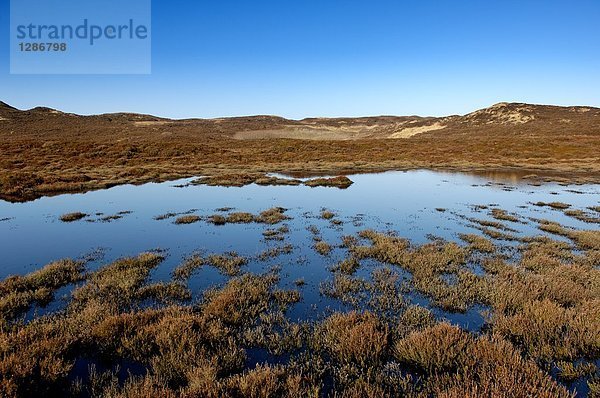 Gräser wachsen in Wasser