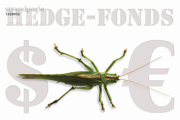 Grasshopper sitting on Hedge-fonds sign  german symbol for capital criticism