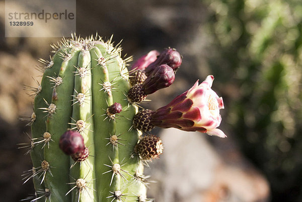 Spanien  Lanzarote  Kaktus  Nahaufnahme