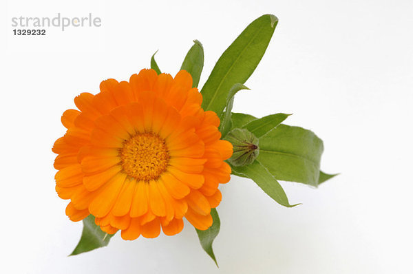 Ringelblume (Calendula officinalis)  Nahaufnahme