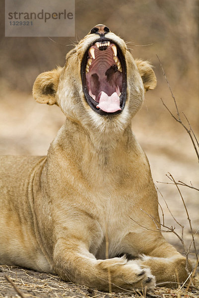 Africa  Botswana  Lioness mouth open