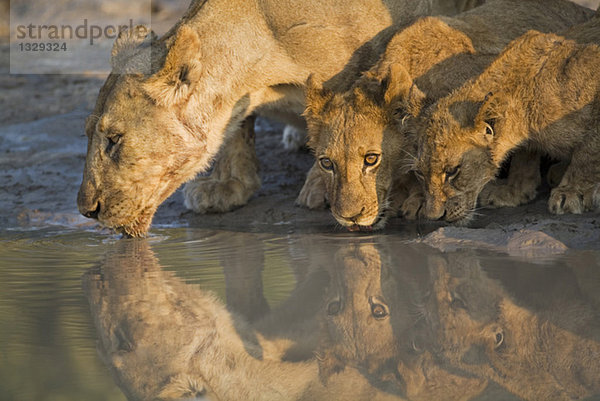 Africa  Botswana  Lioness and cubs