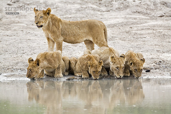 Africa  Botswana  Lioness and cubs