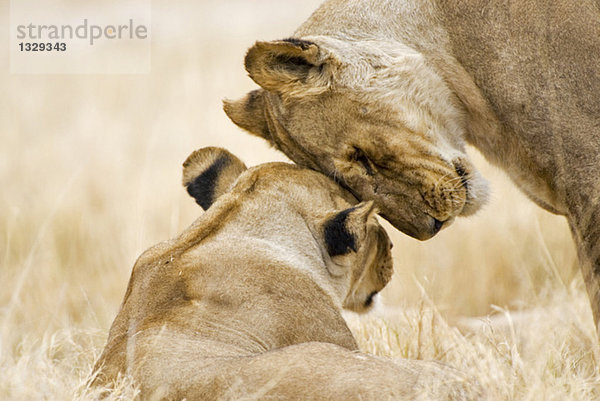 Africa  Botswana  Lions