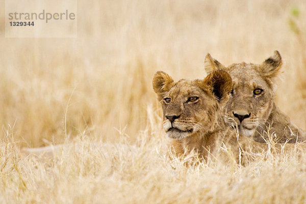 Africa  Botswana  Lioness and cub