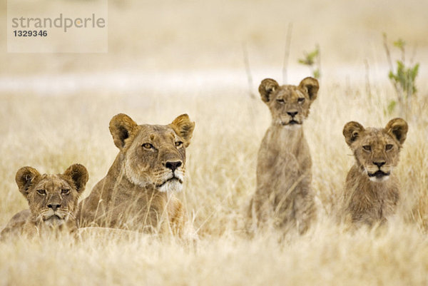 Africa  Botswana  Lioness and cubs