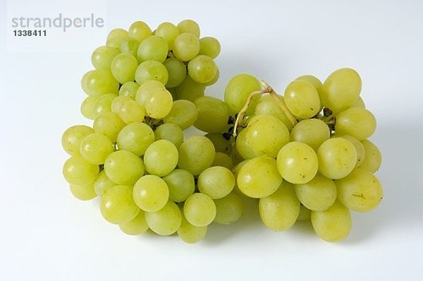 Grüne Trauben  Sorte Königin der Weingärten