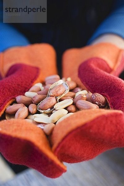 Hände in Handschuhen halten Erdnüsse