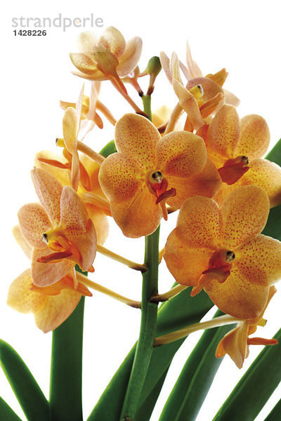 Orangefarbene Orchidee  Nahaufnahme