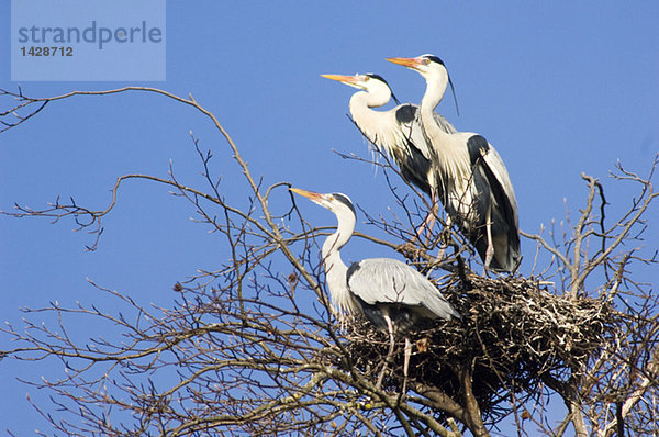 Grey herons in nest