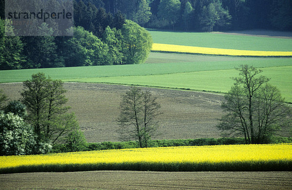 Germany  Bavaria  rape fields and forest