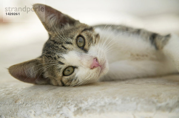 Greece  Naxos  cat lying on floor