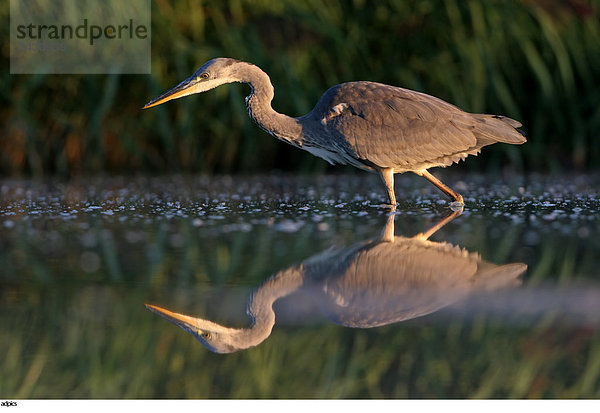 Nahaufnahme der Vogel Nahrungssuche in Wasser