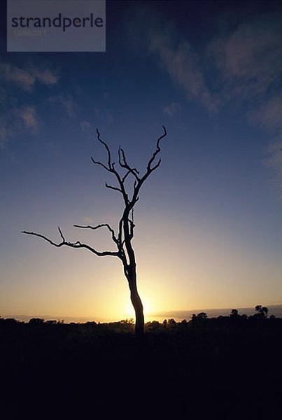 Eine Silhouette eines Baumes in der Kruger National Park in Südafrika.
