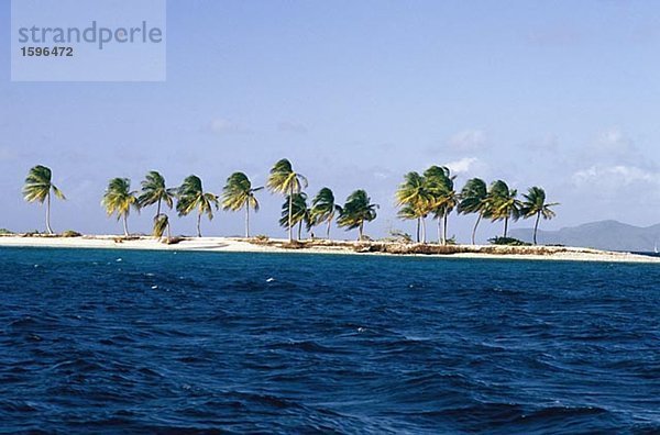 Palmen auf einer Insel West Indies.