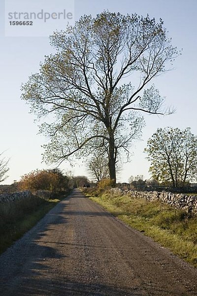 Ein Baum an der Schotterweg.