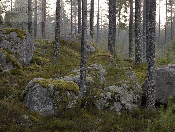Bäume und Steine in einem Wald.