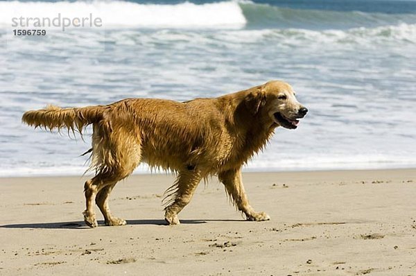 Ein nasser Hund am Strand.