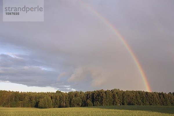 Regenbogen über Wald.