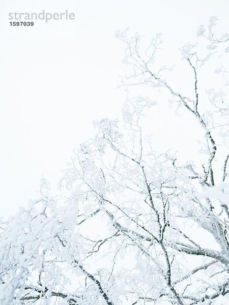 Baum mit Schnee bedeckt.