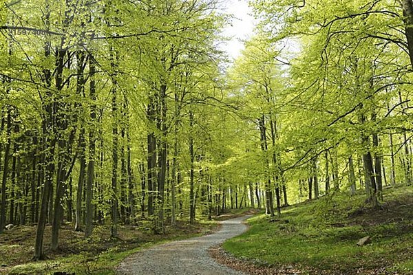 Ein Frühling in einem grünen Wald Schweden.