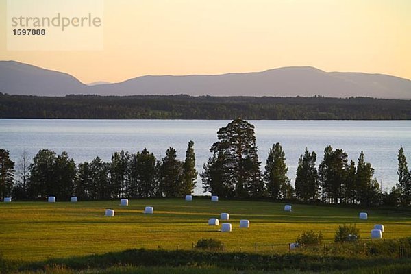 Silage auf ein Feld Jämtland Schweden.