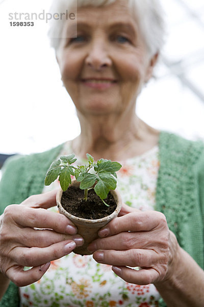 Alte skandinavische Frau zeigt eine Pflanze Schweden.