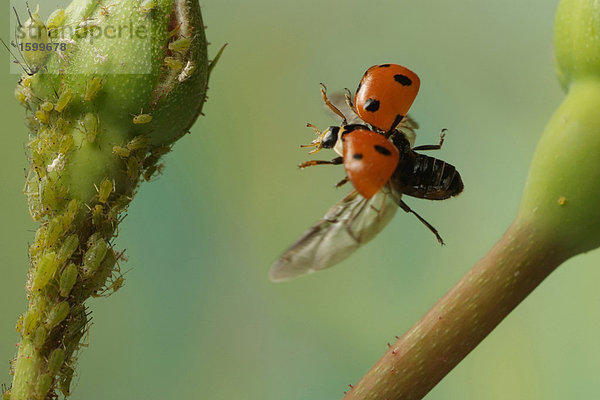 Nahaufnahme Marienkäfers fliegen in der Nähe von bud