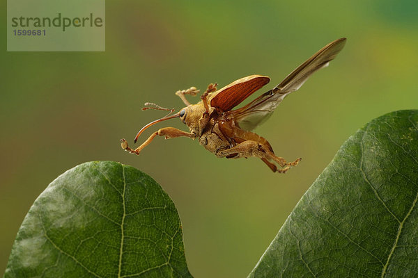 Nahaufnahme of Acorn Weevil (Eichelbohrer) schwebend über leaf