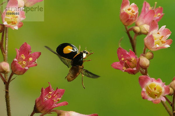 Nahaufnahme of Asian Lady Käfer (Harmonia Axyridis) schwebend über Blume