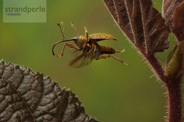 Nahaufnahme der Mutter Weevil (Haselnussbohrer) schwebend über leaf