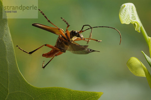 Nahaufnahme der Ziege Käfer Leaf überfliegen