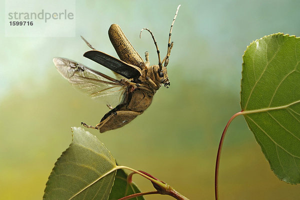 Nahaufnahme der Pappel lange Gehoern Käfer (Saperda Carcharias) schwebend über Pflanze