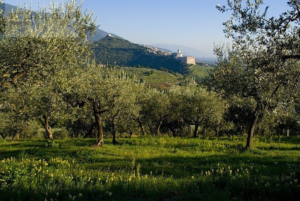 Bäume in Feld mit Stadt im Hintergrund  Basilika von San Francesco d ' Assisi  Assisi  Perugia Provinz  Umbrien  Italien