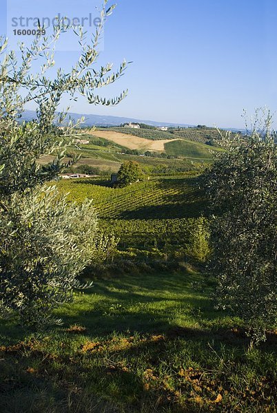 Erhöhte Ansicht des Weingartens  San Gimignano  Toskana  Italien