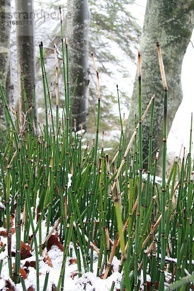 Der Schnee auf Grass Nahaufnahme