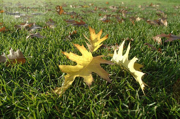 Herbstblätter auf Rasen  Nahaufnahme