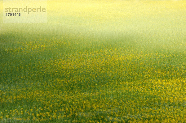 Germany  Dandelions growing in meadow